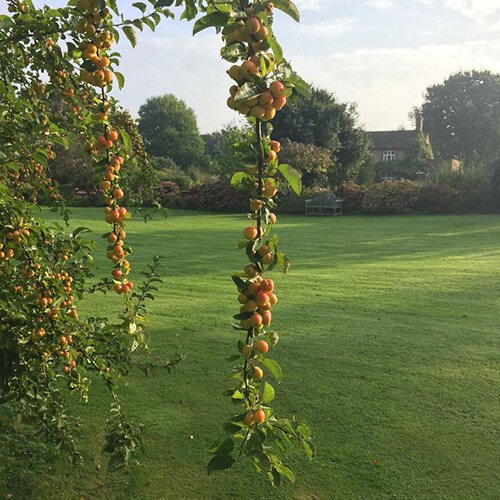 Malus x zumi Golden Hornet